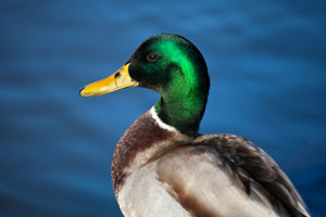 mallard duck